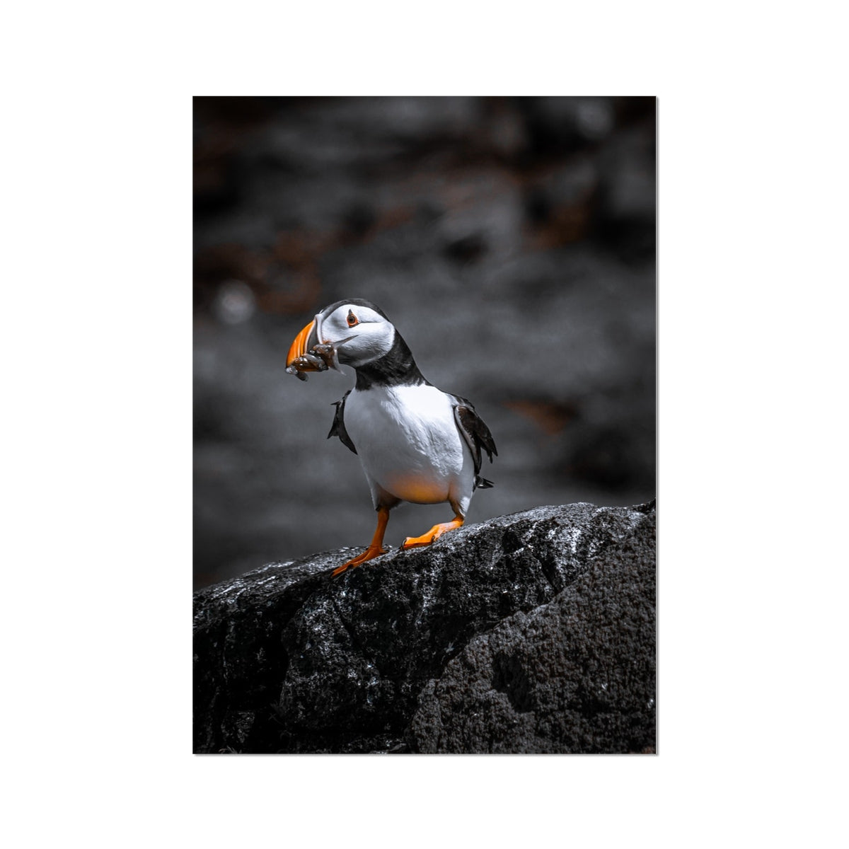 Puffin Fine Art Print