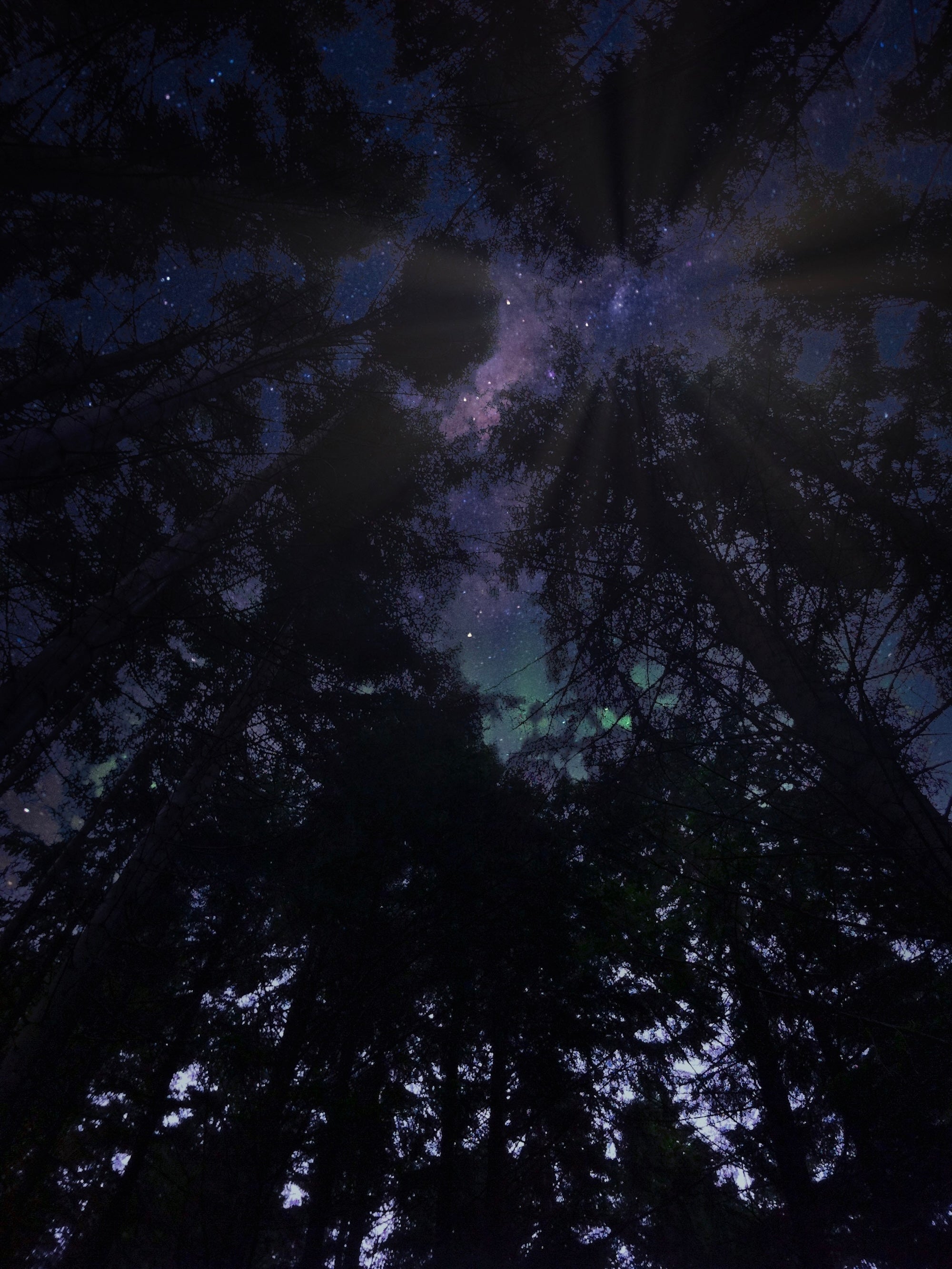 Highland Wood Starlight Original Painting of a starry night sky with Northern Lights above a forest