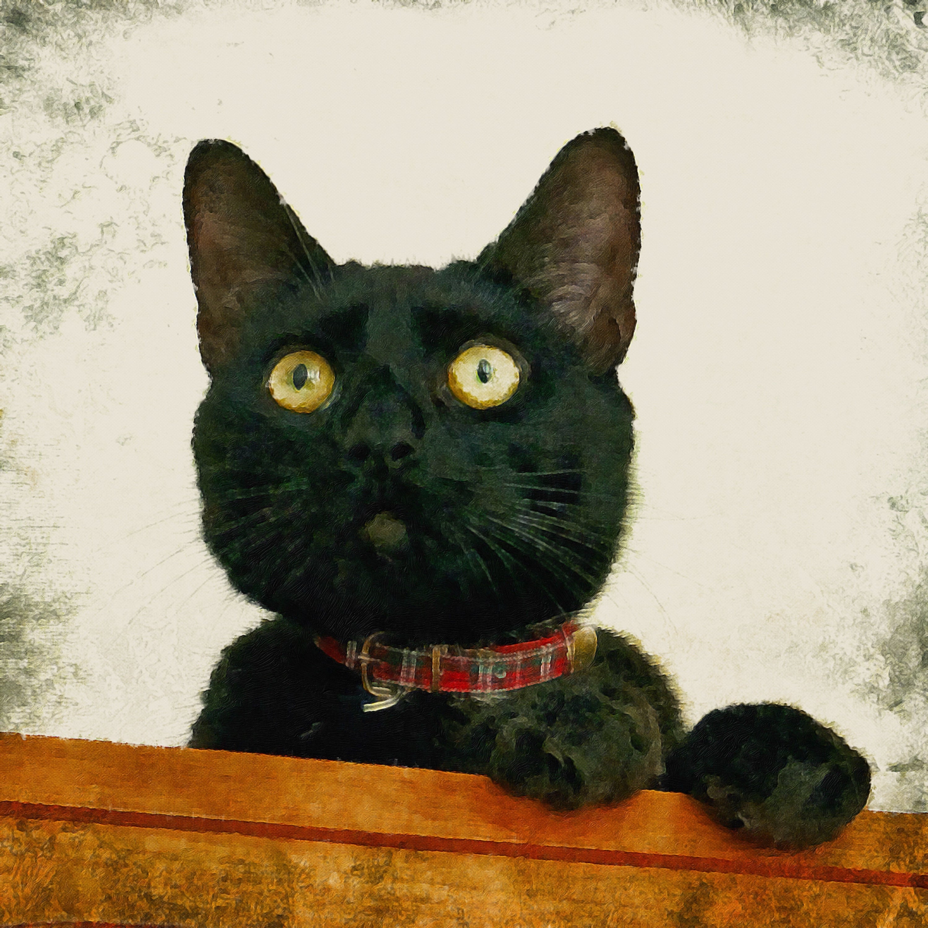 Sleek black cat with yellow eyes and red plaid collar on orange wood, Juno portrait