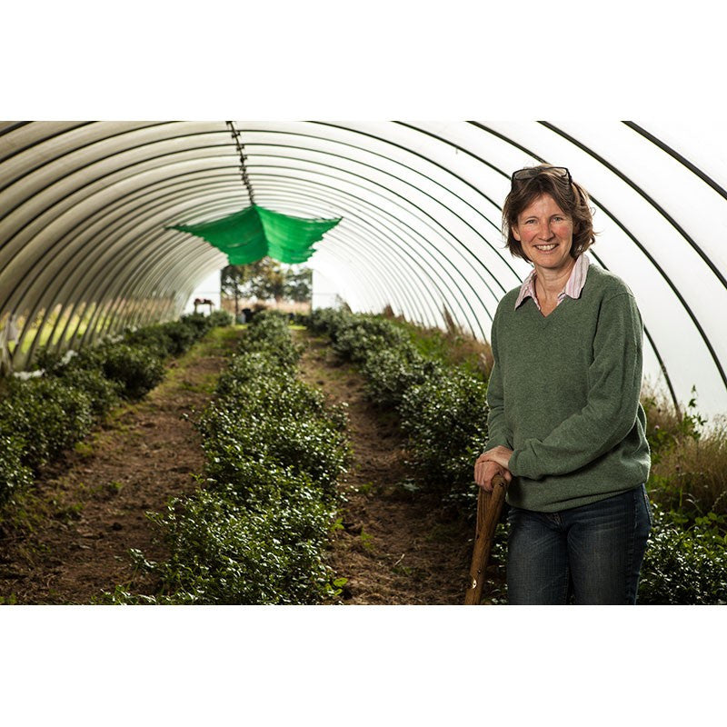 A woman in a green knit sweater holding a wooden tool stands inside a greenhouse with kinnettles gold scottish grown tea