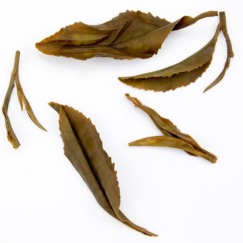 Dried kinnettles gold scottish grown tea leaves with rich earthy brown hue and slightly curled edges