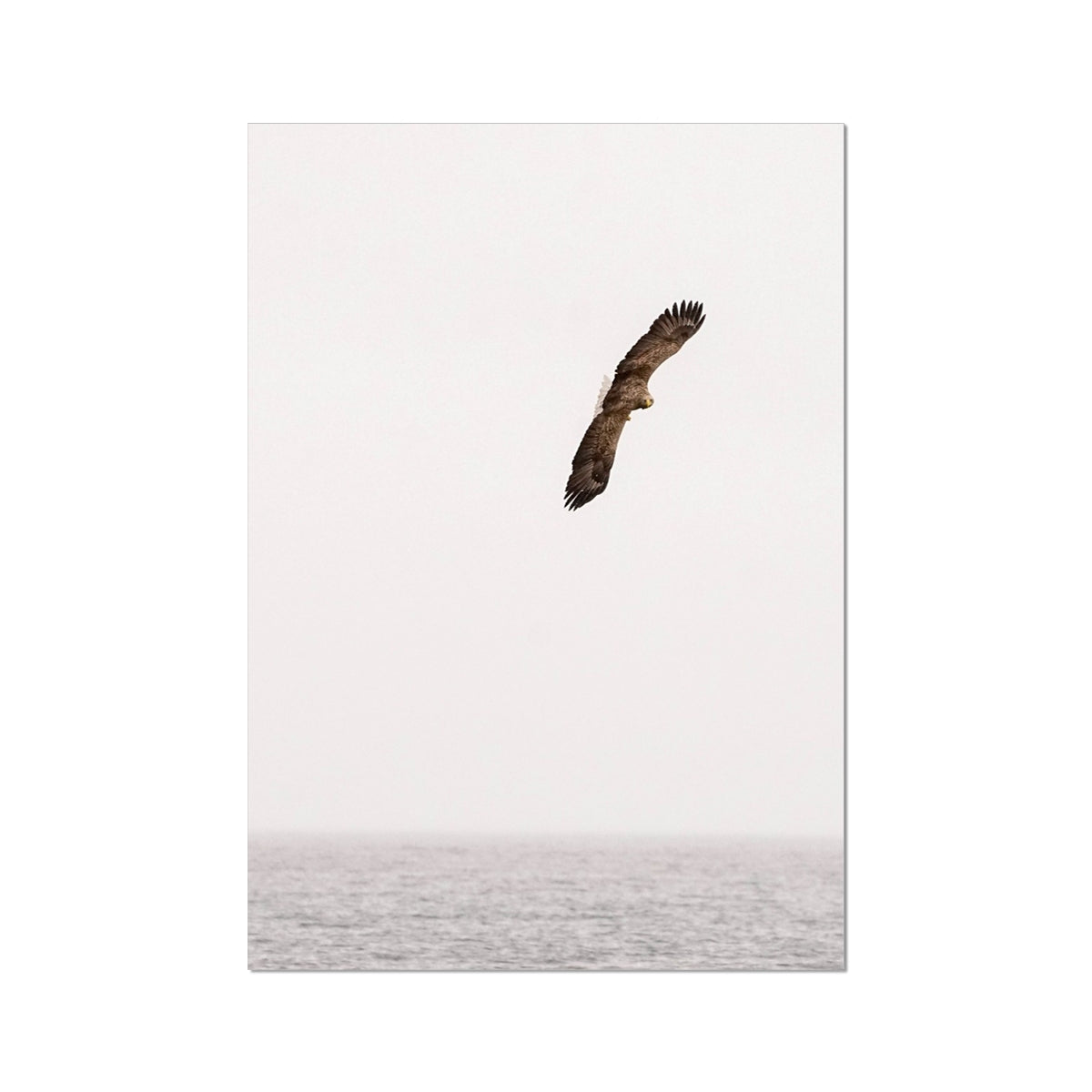 Sea Eagle on the Hunt Fine Art Print