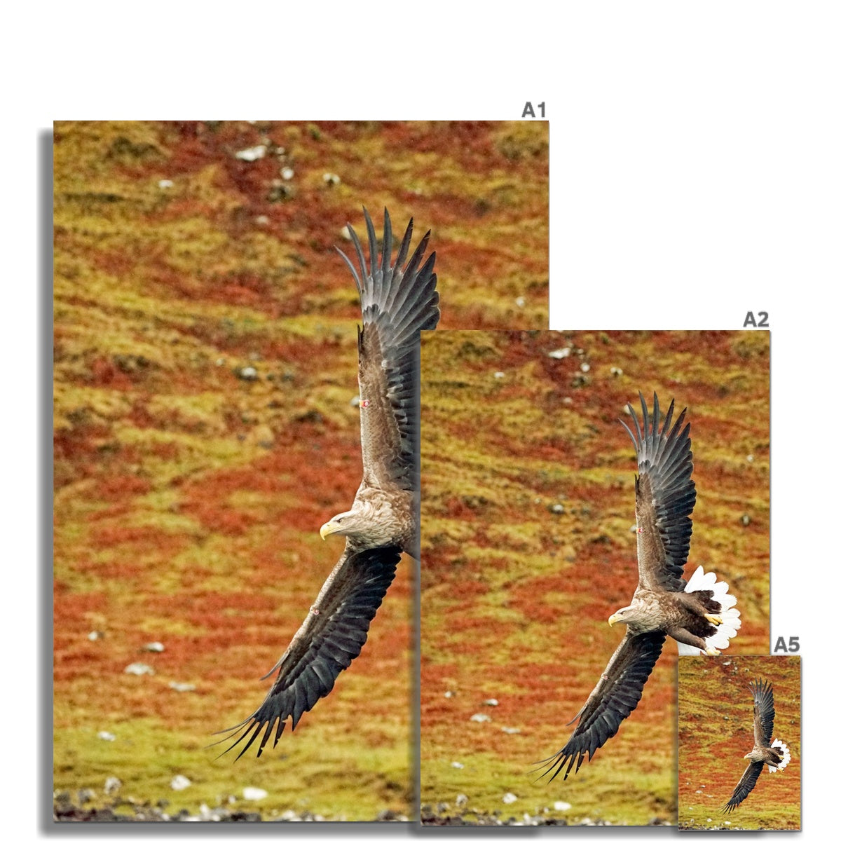 Sea eagle fine art print featuring a majestic white-tailed sea eagle with dark brown wings soaring over vibrant landscape