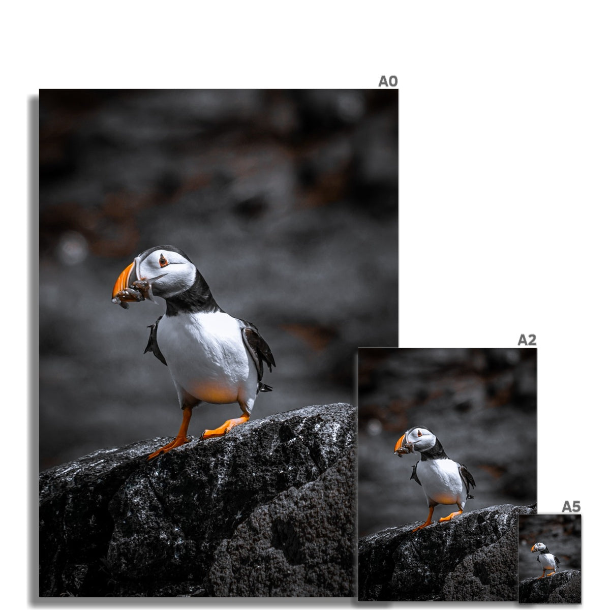 Puffin Fine Art Print