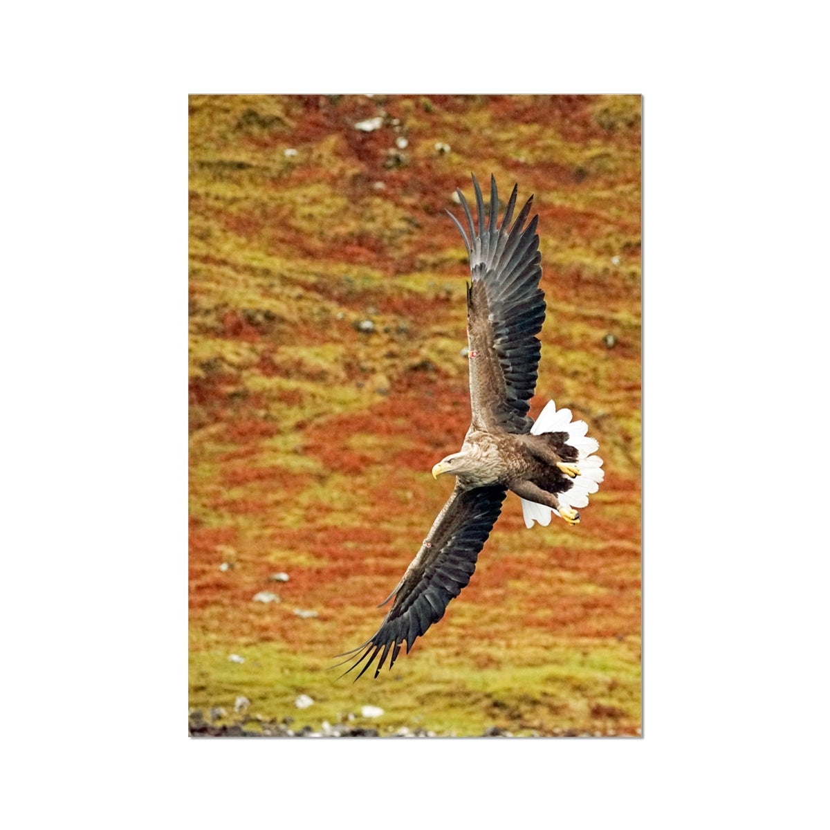 Sea Eagle  Fine Art Print