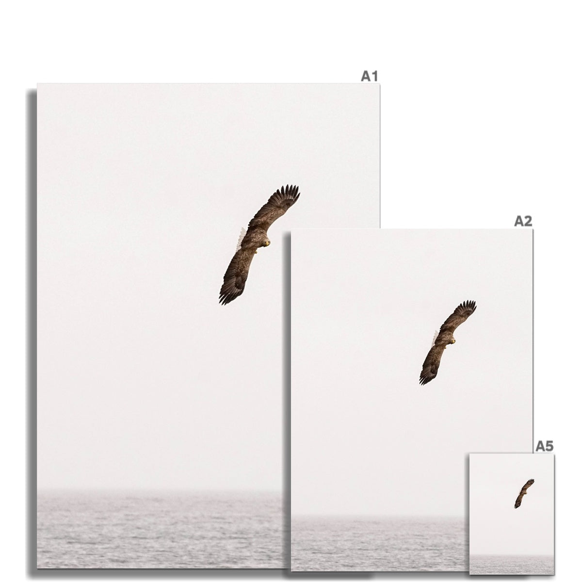 Sea eagle in mid-flight on minimalist white background, three print sizes